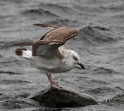 Caspian Gull, in December, 1 cy