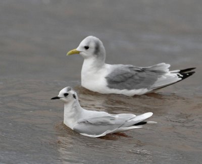 Little Gull and Black-legged Kittiwake, adults in winter plumage