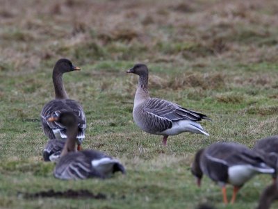 Pink-footed Goose, ad., with Bean Geese