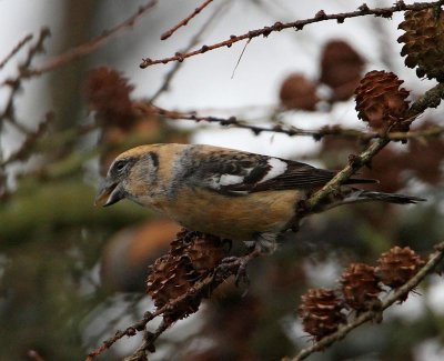 White-winged Crossbill, male, 2cy