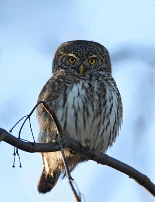 Eurasian Pygmy Owl