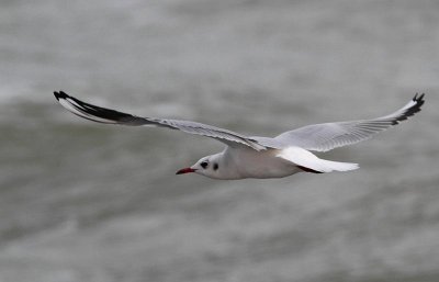 Black-headed Gull, adult, winter