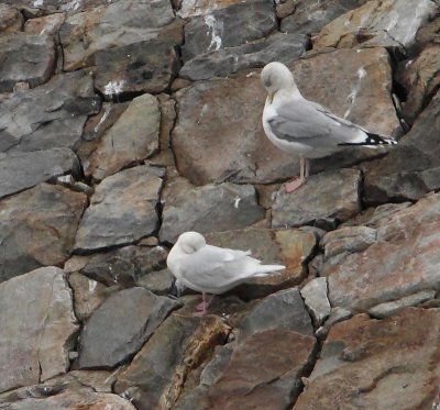 Iceland Gull, 3rd winter, small female