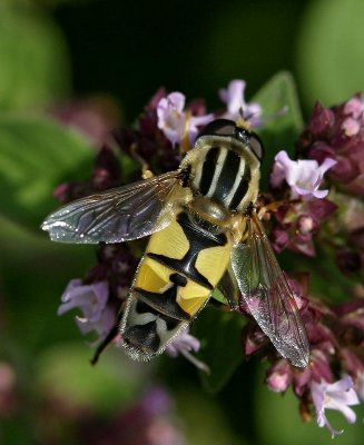 Ljus kärrblomfluga, (Helophilus trivittatus)