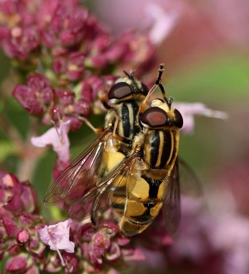 Större kärrblomfluga, (Helophilus hybridus)