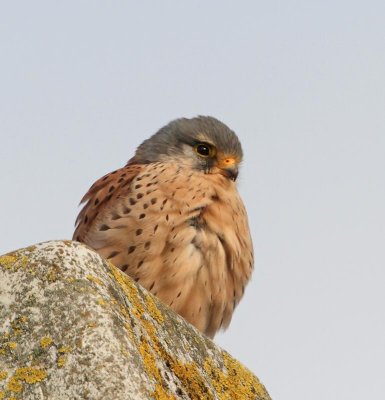 Eurasian Kestrel, ad. male