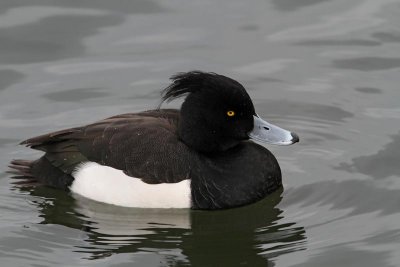 Tufted Duck, ad. male