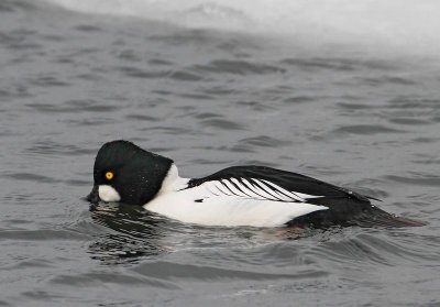 Common Goldeneye,  ad. male, looking for food
