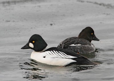 Common Goldeneye, male and female