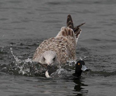 Great Black-backed Gull, attacking Tufted Duck