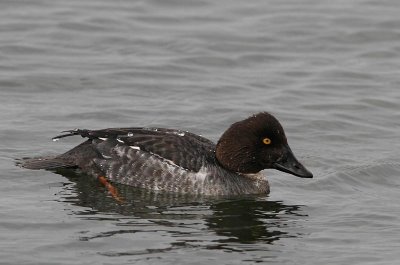 Common Goldeneye, female