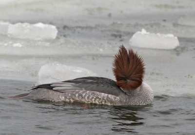 Common Merganser, ad. female in wind