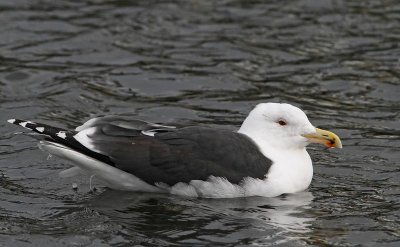 Great Black-backed Gull,  adult, winter