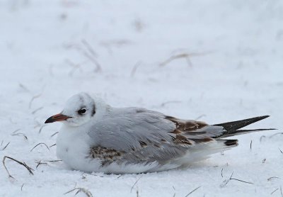 Black-headed Gull, 1st winter