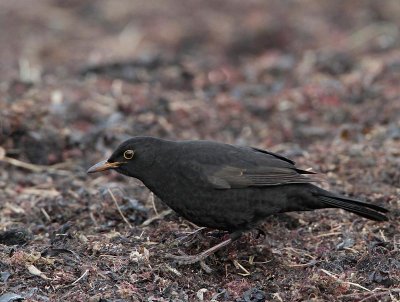 Eurasian Blackbird, male, 1st winter