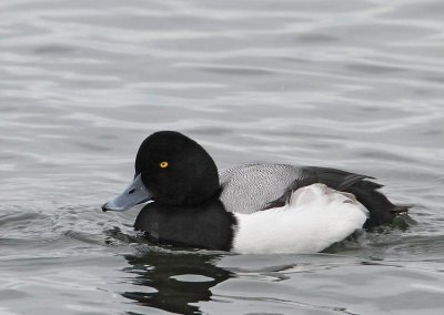 Greater Scaup. male