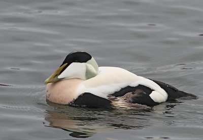 Common Eider, adult male with damaged wing