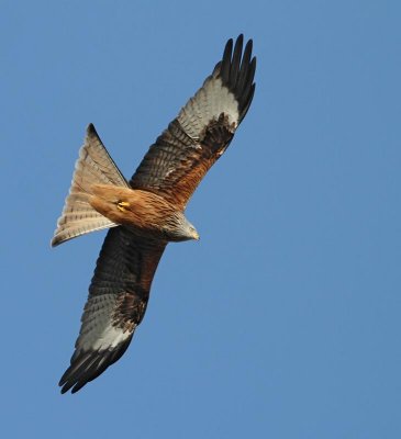 Red Kite, ad.
