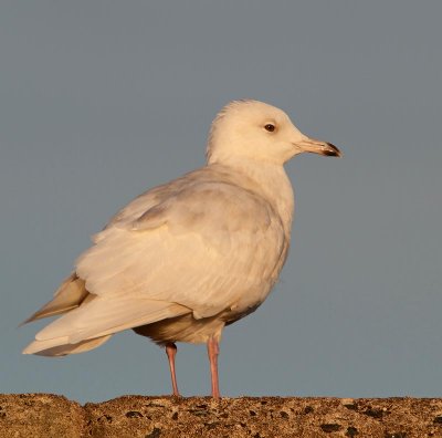 Iceland Gull,  2nd winter