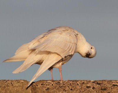Iceland Gull,  2nd winter
