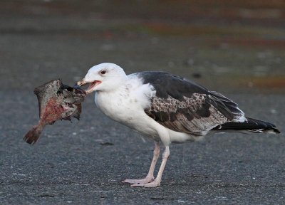 Great Black-backed Gull,  3rd winter, with fish