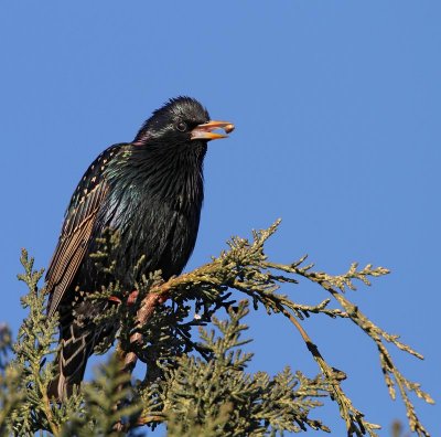 Common Starling, ad. male