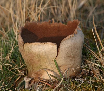 Skålröksvamp, (Calvatia utriformis)