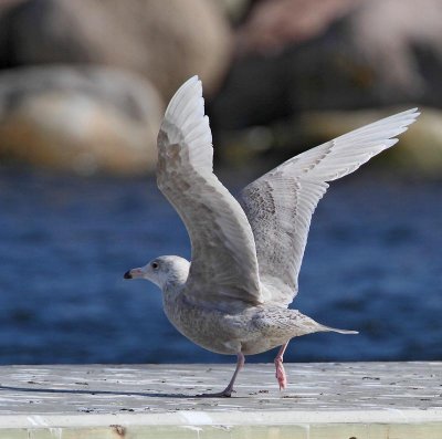 Glaucous Gull,  2 cy, March