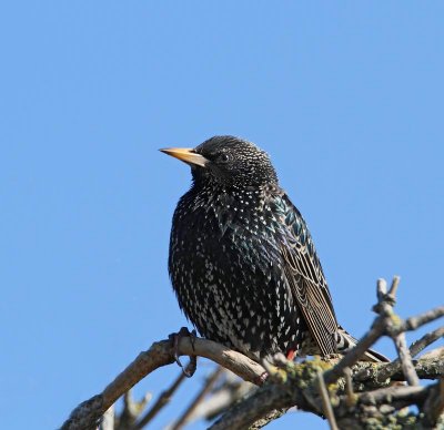 Common Starling, ad. female