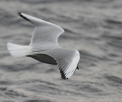 Black-headed Gull, adult, summer