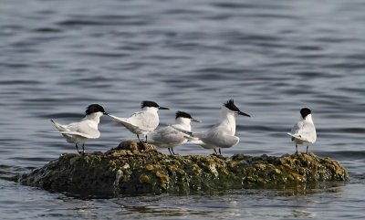 Sandwich Terns, adult breeding