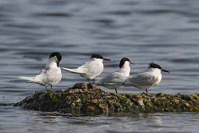 Sandwich Terns, adult breeding