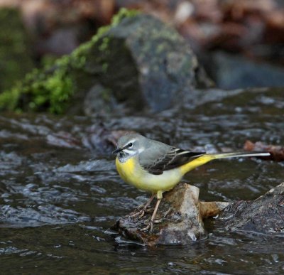 Grey Wagtail,  male
