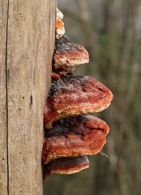 Klibbticka, (Fomitopsis pinicola)