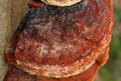 Klibbticka, (Fomitopsis pinicola)