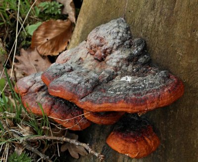 Klibbticka, (Fomitopsis pinicola)