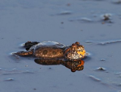 European Fire-bellied Toad, Klockgroda