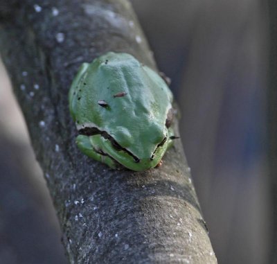 Common Tree Frog,  Lvgroda