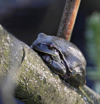 Common Tree Frog, Lvgroda