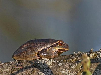 Common Tree Frog, Lvgroda
