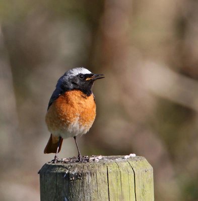 Common Redstart, male