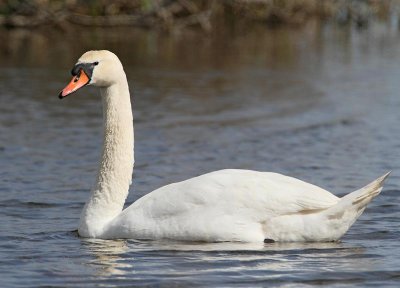 Mute Swan, ad. male