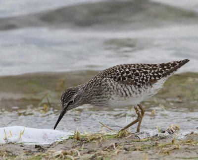 Wood Sandpiper, adult