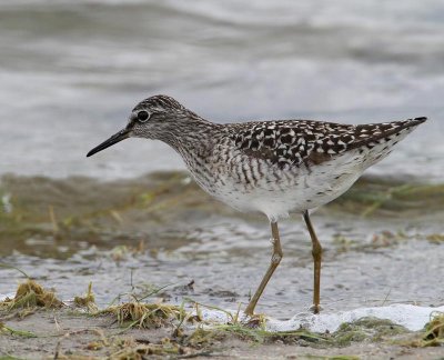 Wood Sandpiper, adult