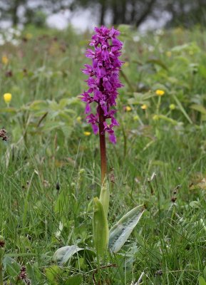 Sankt Pers Nycklar, (Orchis mascula)