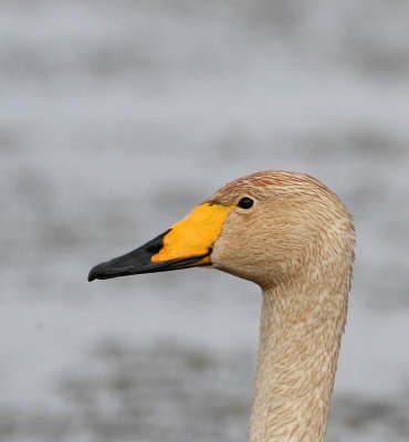Whooper Swan. Mis-coloured from feeding area