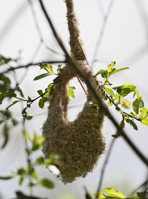 Eurasian Penduline Tit, nest, not finished yet