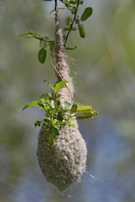 Eurasian Penduline Tit, nest, not finished yet