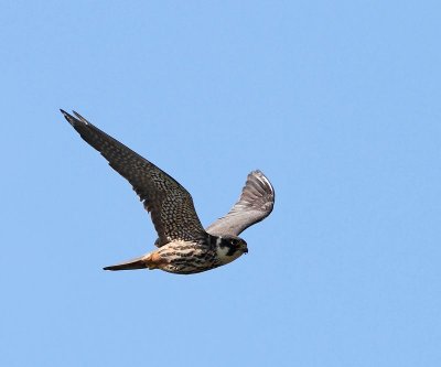 Eurasian Hobby, ad.