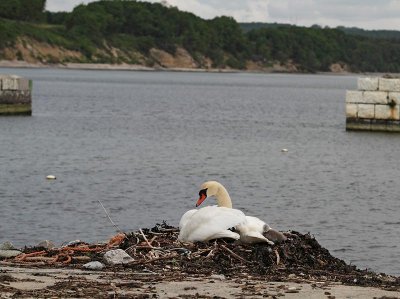 Mute Swan, nest with pulli in the harbour